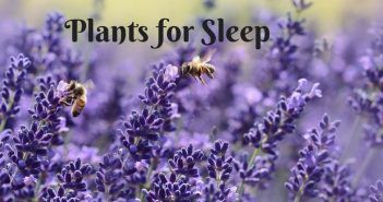 do plants improve sleep