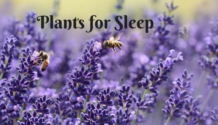 do plants improve sleep